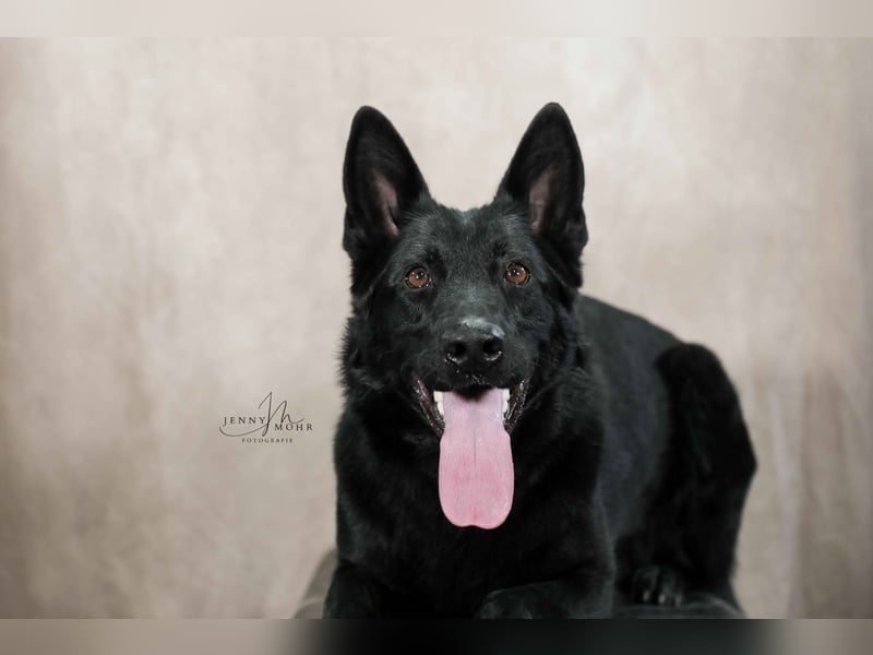 Deutsche Schäferhund, Hündin