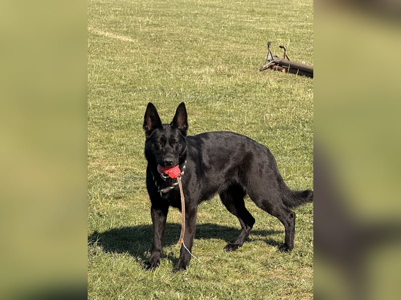 Deutscher Schäferhund