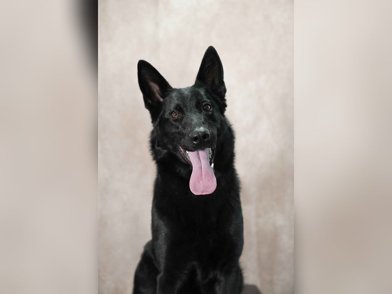 Deutsche Schäferhund, Hündin