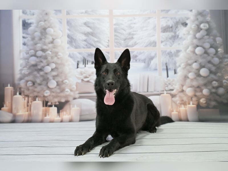 Deutsche Schäferhund, Hündin