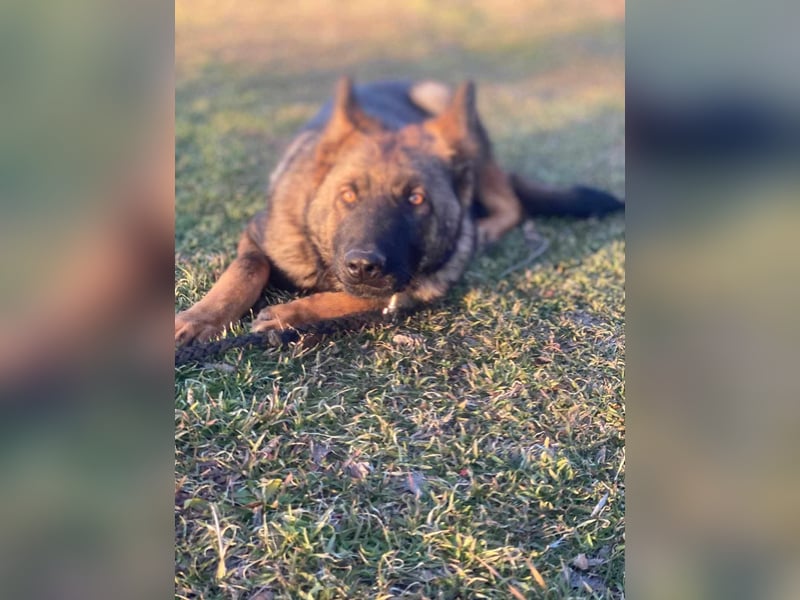 ZEUS - aktiver Bub sucht seine Menschen