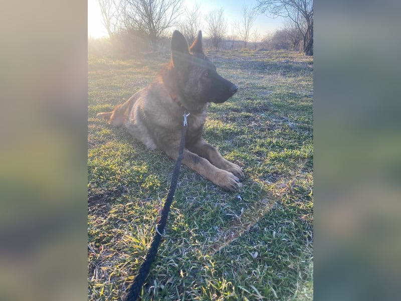 ZEUS - aktiver Bub sucht seine Menschen