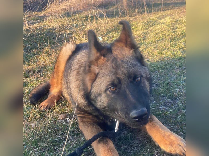 ZEUS - aktiver Bub sucht seine Menschen