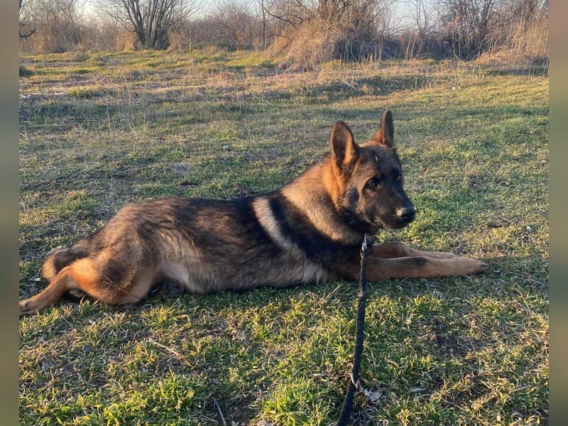 ZEUS - aktiver Bub sucht seine Menschen