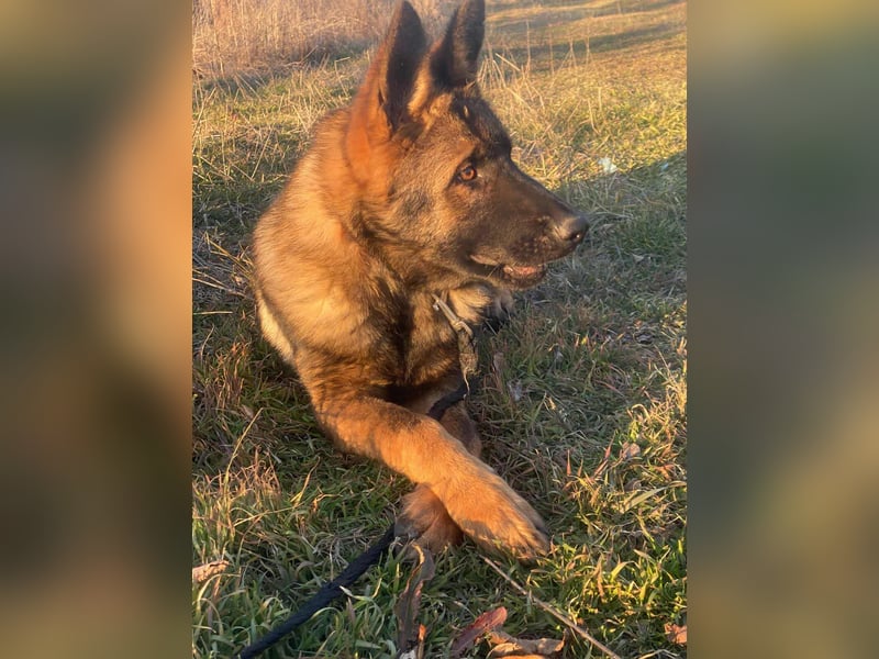 ZEUS - aktiver Bub sucht seine Menschen