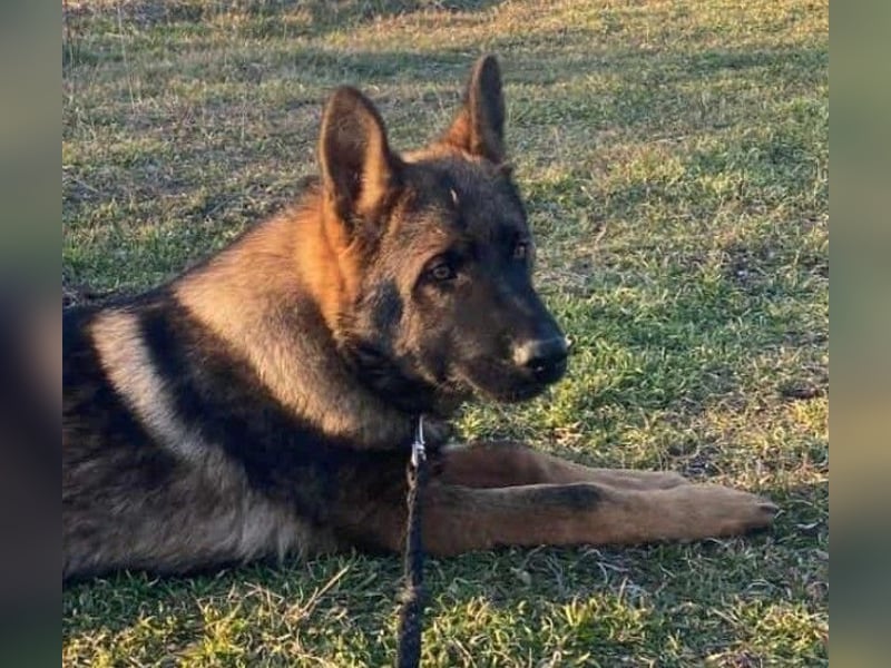 ZEUS - aktiver Bub sucht seine Menschen