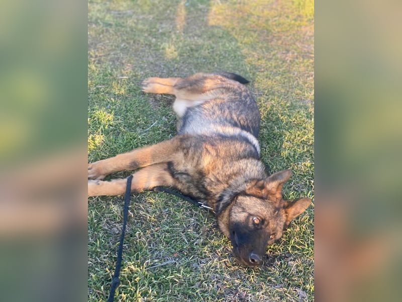 ZEUS - aktiver Bub sucht seine Menschen