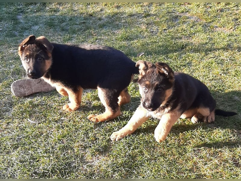 DSH-Welpen zu verkaufen