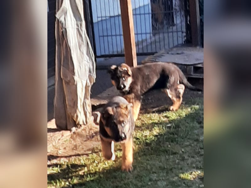 DSH-Welpen zu verkaufen