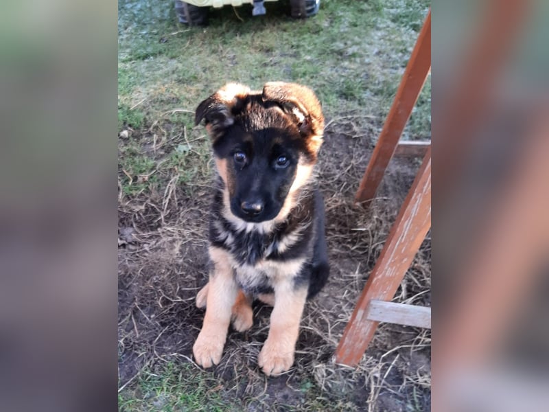 DSH-Welpen zu verkaufen