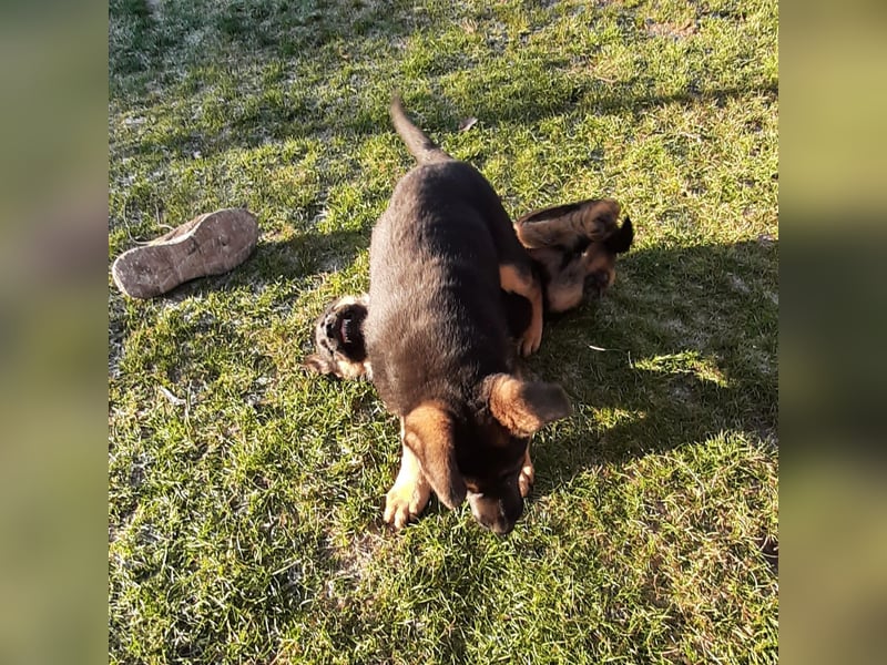 DSH-Welpen zu verkaufen