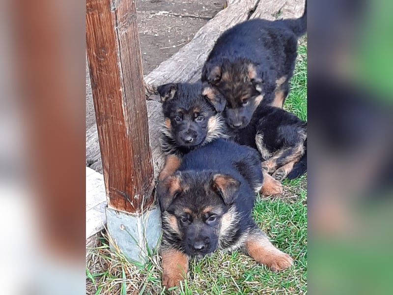 DSH-Welpen zu verkaufen