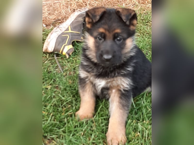 DSH-Welpen zu verkaufen