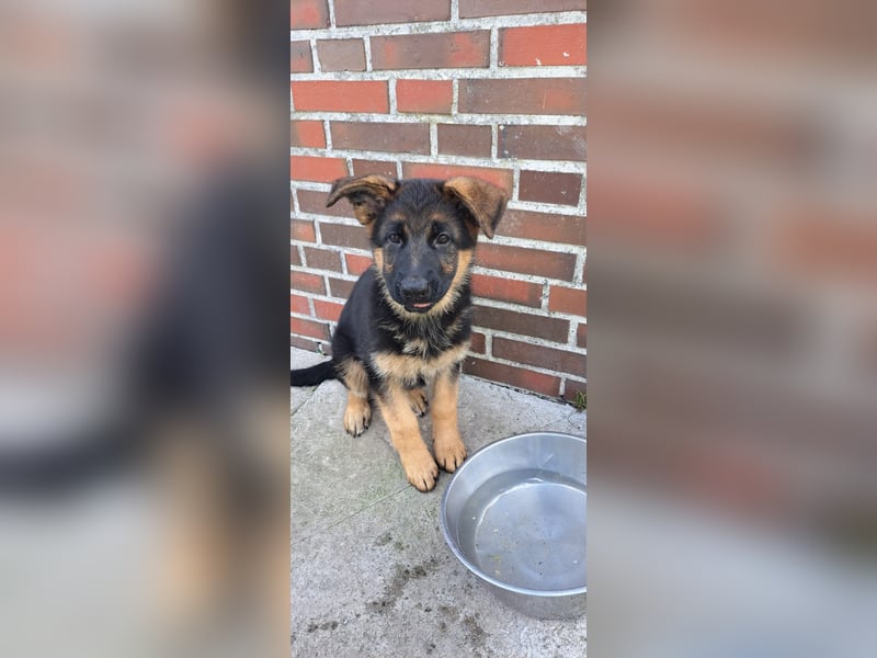 Deutsche Schäferhund Welpen