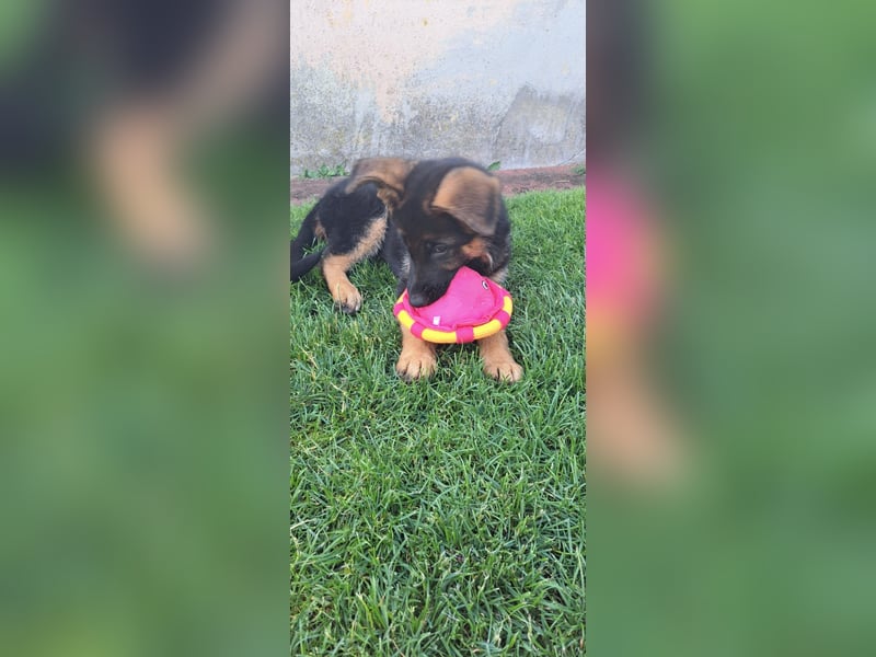Deutsche Schäferhund Welpen