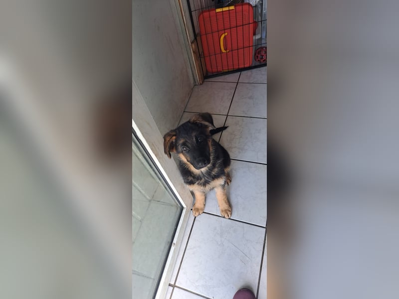 Deutsche Schäferhund Welpen