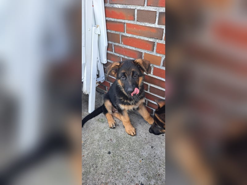 Deutsche Schäferhund Welpen