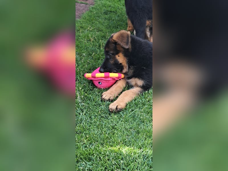 Deutsche Schäferhund Welpen