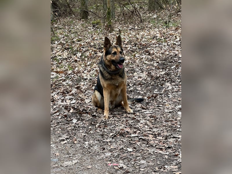 Deutscher Schäferhund Rüde