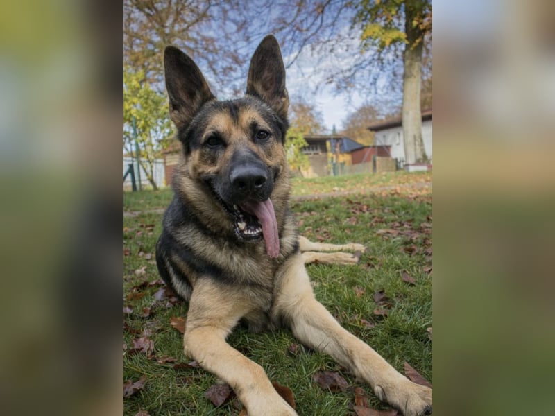 Deutscher Schäferhund Rüde