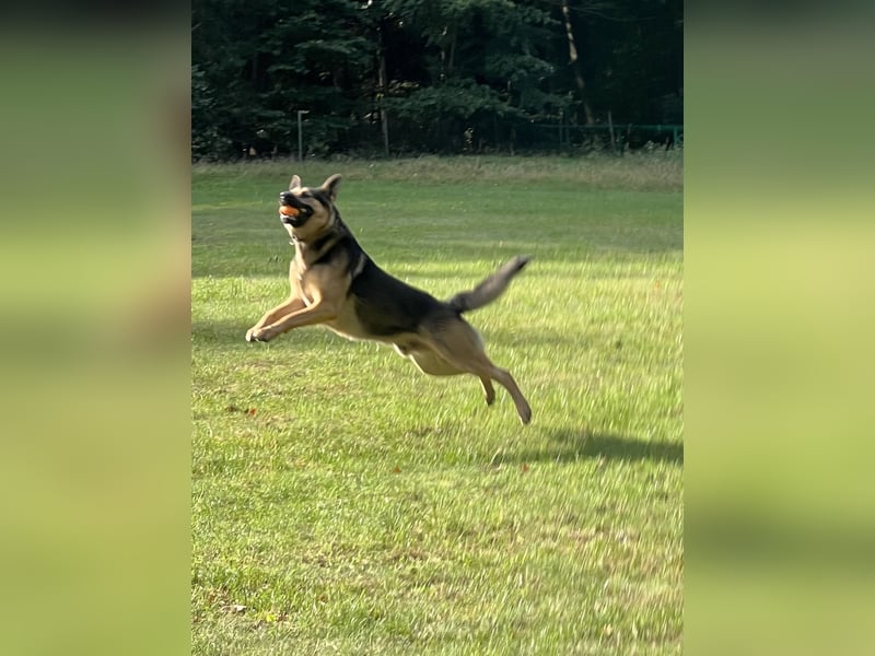 Deutscher Schäferhund Rüde