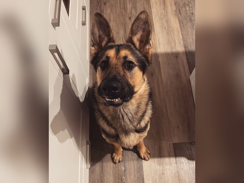 Deutscher Schäferhund Rüde