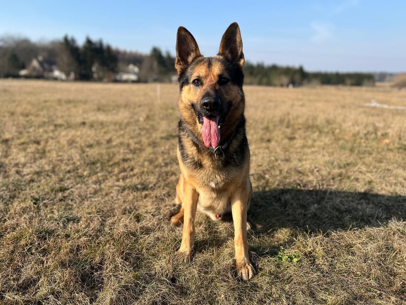 Deutscher Schäferhund Rüde