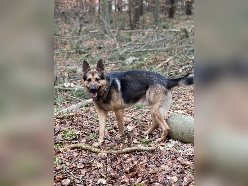 Deutscher Schäferhund Rüde