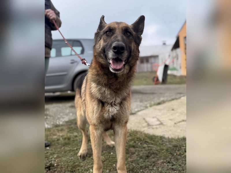 Perla - ein Prachtexemplar wartet im Tierheim