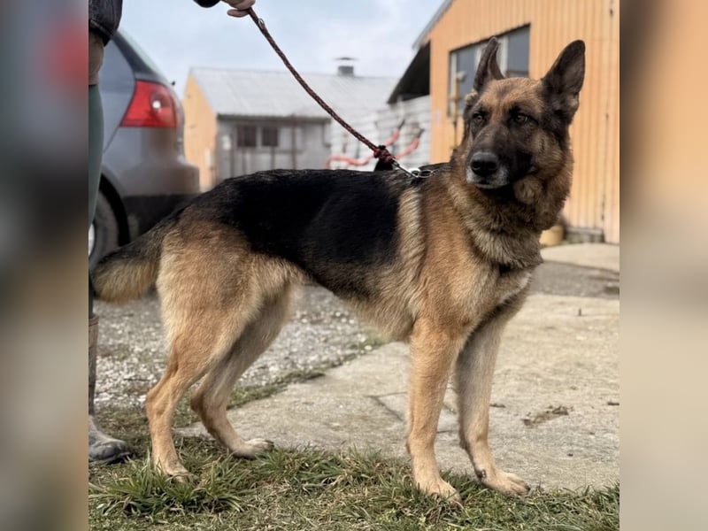 Perla - ein Prachtexemplar wartet im Tierheim