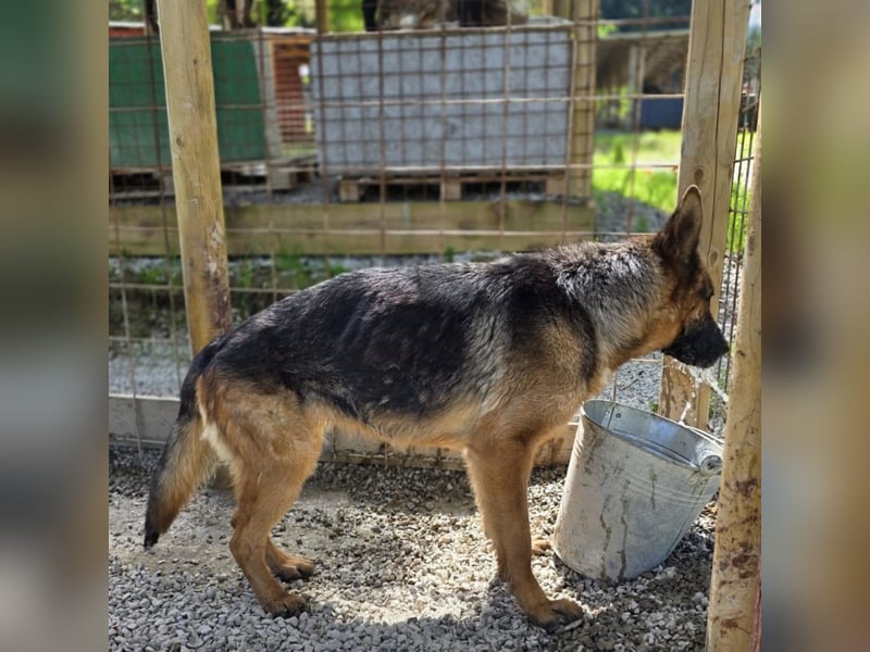Betta vermisst den richtigen Anschluss