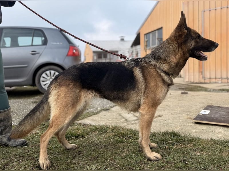 Perla - ein Prachtexemplar wartet im Tierheim