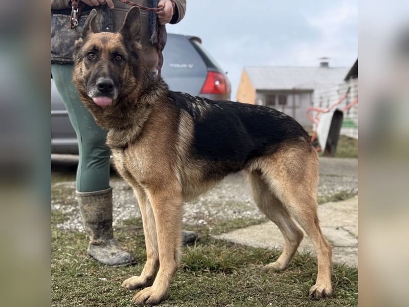 Perla - ein Prachtexemplar wartet im Tierheim