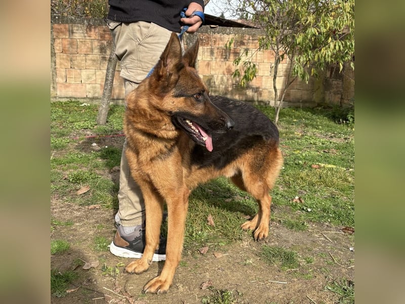 Max ein wahrer Kämpfer