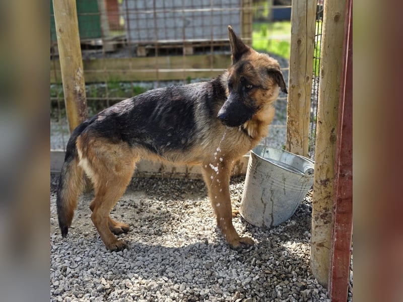 Betta vermisst den richtigen Anschluss