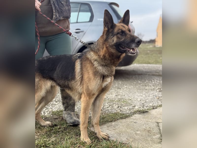 Perla - ein Prachtexemplar wartet im Tierheim