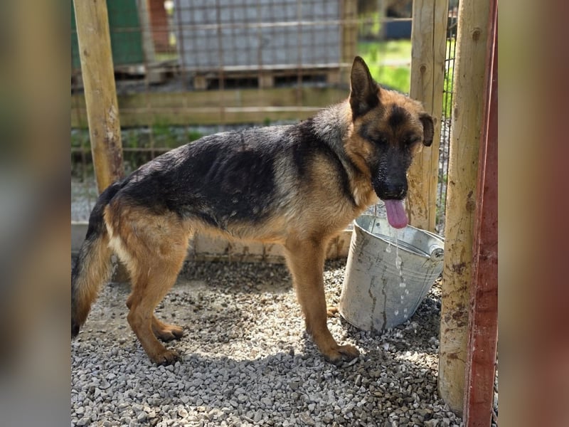 Betta vermisst den richtigen Anschluss