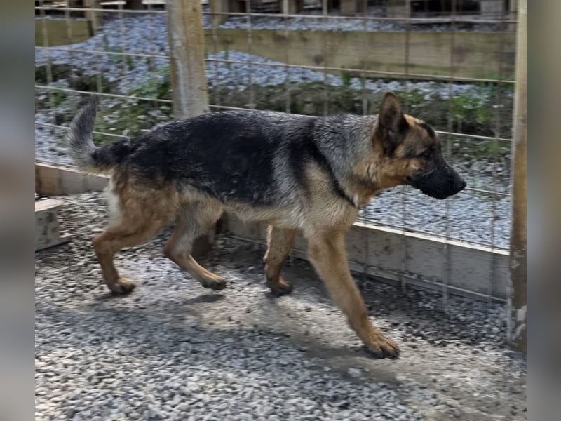 Betta vermisst den richtigen Anschluss