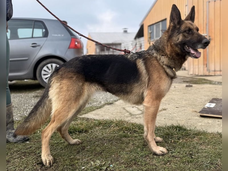 Perla - ein Prachtexemplar wartet im Tierheim