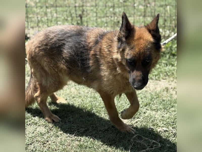 Maya ein einsamer Schatz