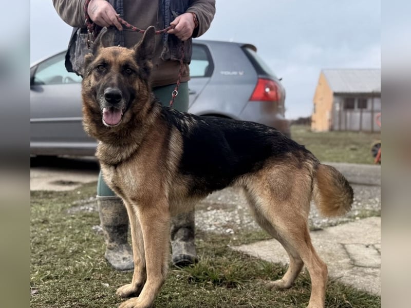 Perla - ein Prachtexemplar wartet im Tierheim