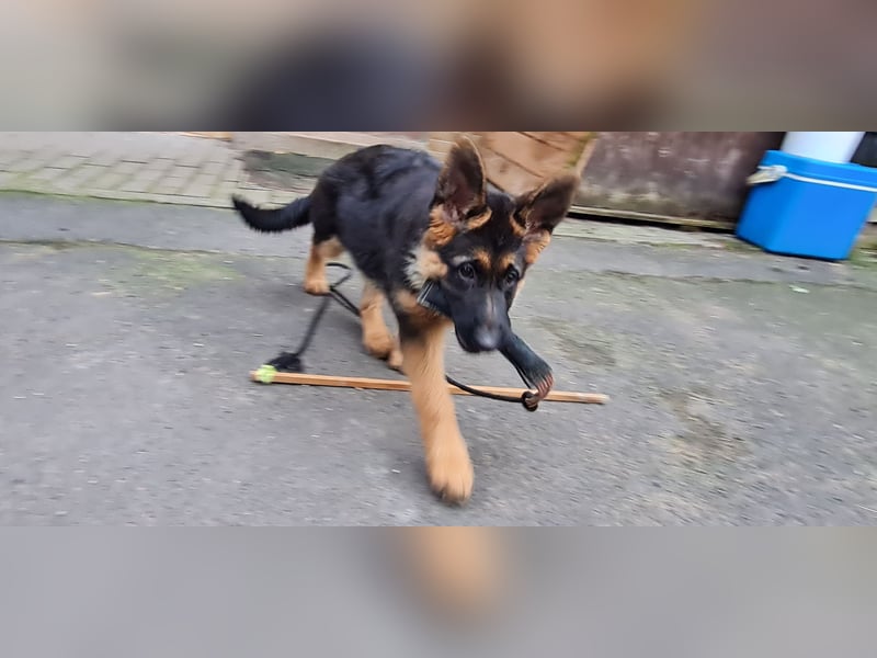 1 aktive sportliche  Hündin
