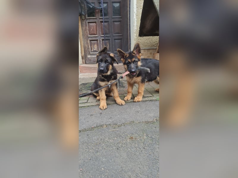 1 aktive sportliche  Hündin