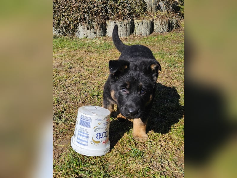 Deutscher Schäferhund Hündin