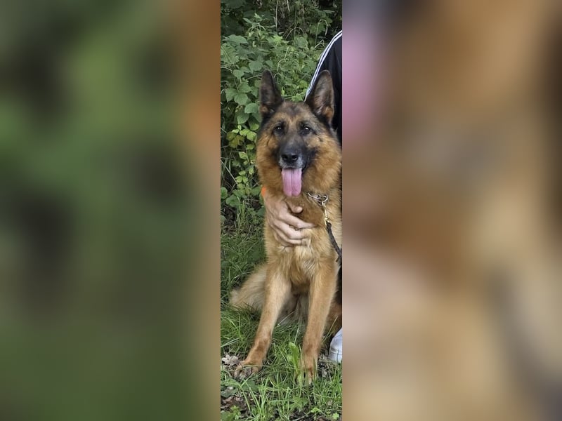 Deutscher Schäferhund