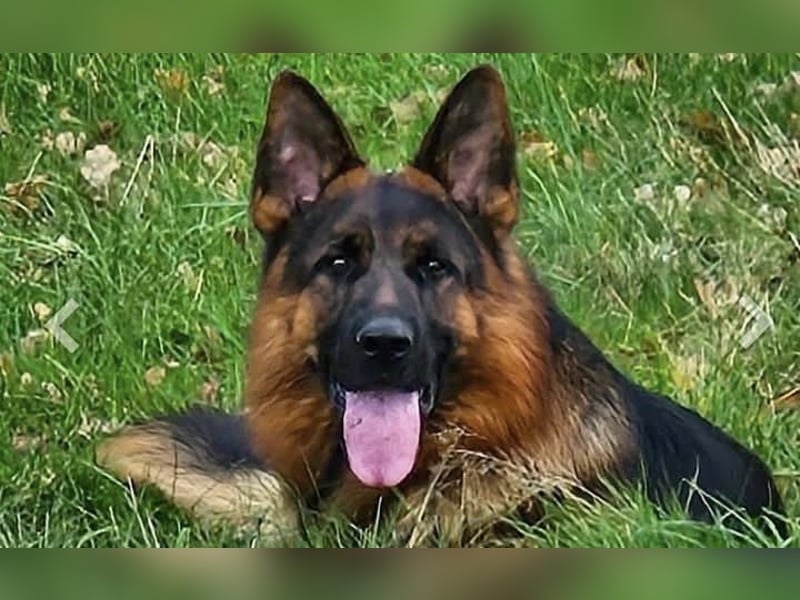 Deutscher Schäferhund
