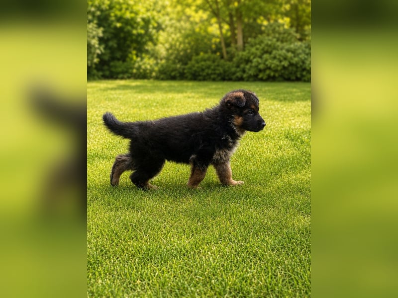 Deutscher Schäferhund