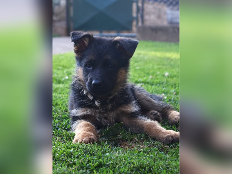 Aufgeweckte Schäferhund-Welpen suchen ein schönes Zuhause!