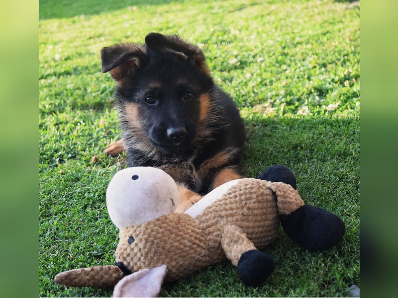 Aufgeweckte Schäferhund-Welpen suchen ein schönes Zuhause!