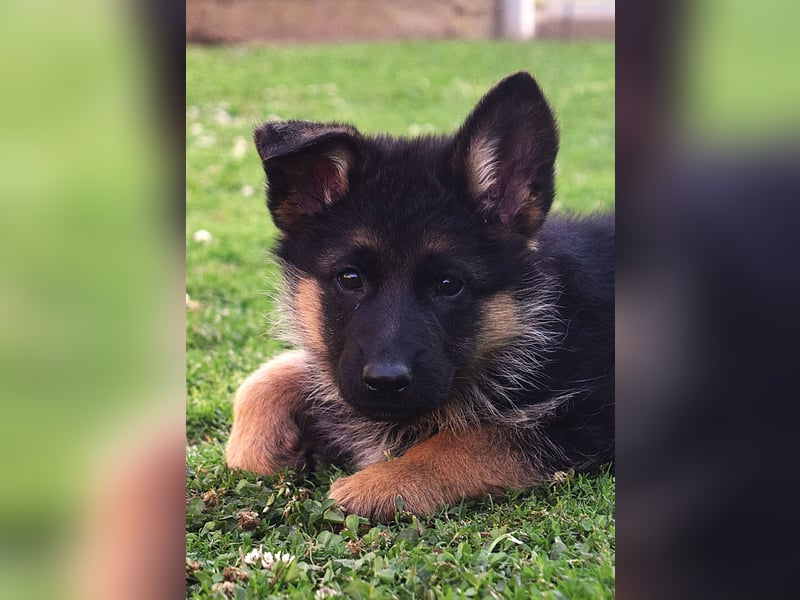 Aufgeweckte Schäferhund-Welpen suchen ein schönes Zuhause!